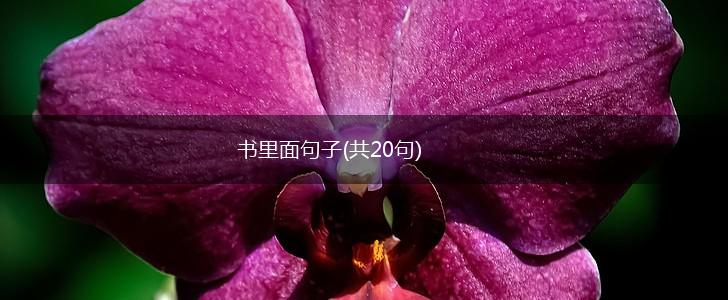 书里面句子(共20句),第1张