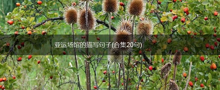 亚运场馆的描写句子(合集20句),第1张