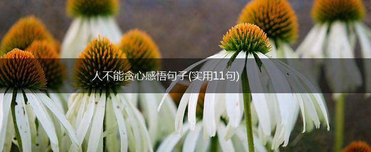 人不能贪心感悟句子(实用11句),第1张