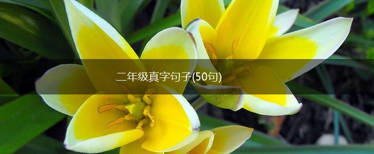 二年级真字句子(50句),第1张