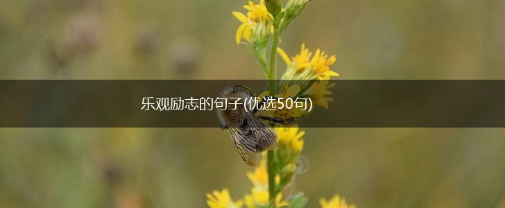 乐观励志的句子(优选50句),第1张