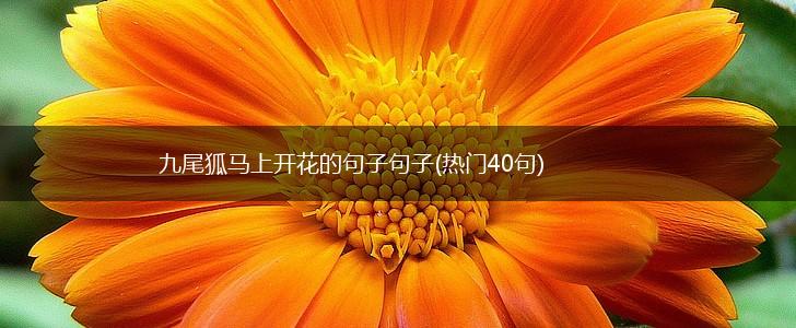 九尾狐马上开花的句子句子(热门40句),第1张