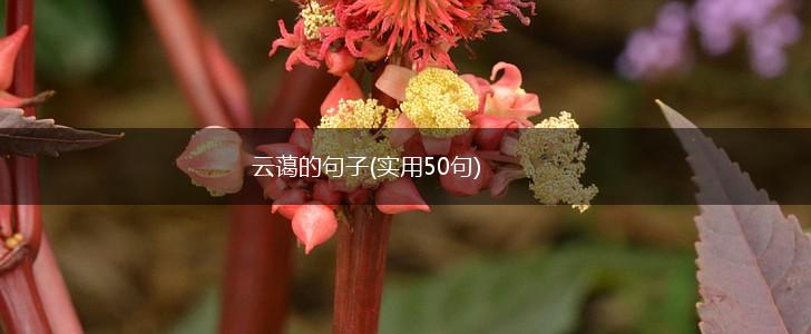 云蔼的句子(实用50句),第1张