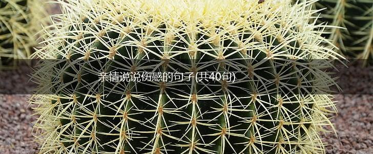亲情说说伤感的句子(共40句),第1张