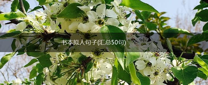 书本拟人句子(汇总50句),第1张
