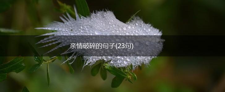 亲情破碎的句子(23句),第1张