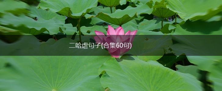 二哈虐句子(合集60句),第1张