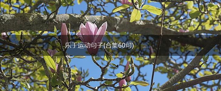 乐于运动句子(合集60句),第1张