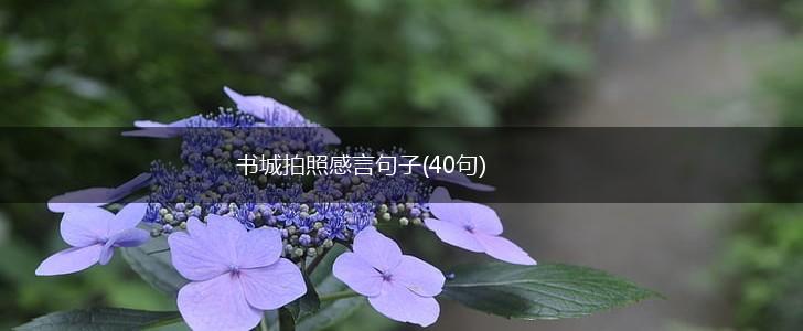 书城拍照感言句子(40句),第1张