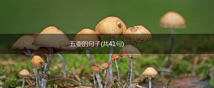 五要的句子(共41句),第1张