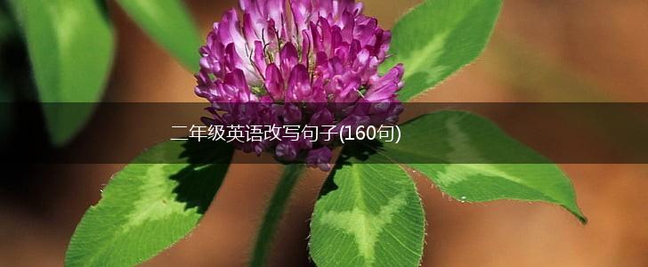 二年级英语改写句子(160句),第1张