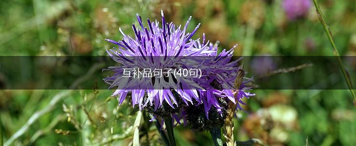 互补品句子(40句),第1张