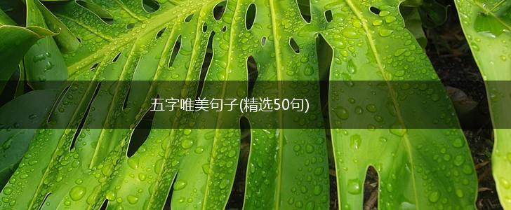 五字唯美句子(精选50句),第1张