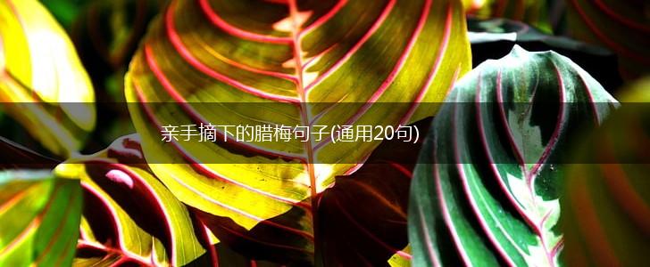 亲手摘下的腊梅句子(通用20句),第1张