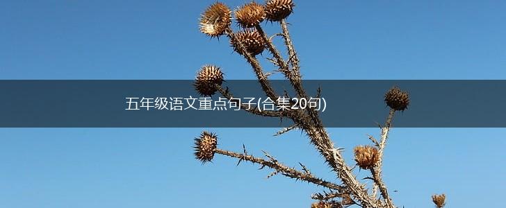 五年级语文重点句子(合集20句),第1张