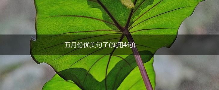 五月份优美句子(实用4句),第1张
