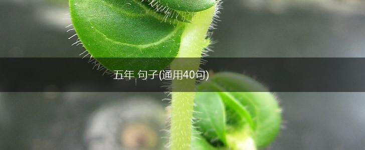 五年 句子(通用40句),第1张