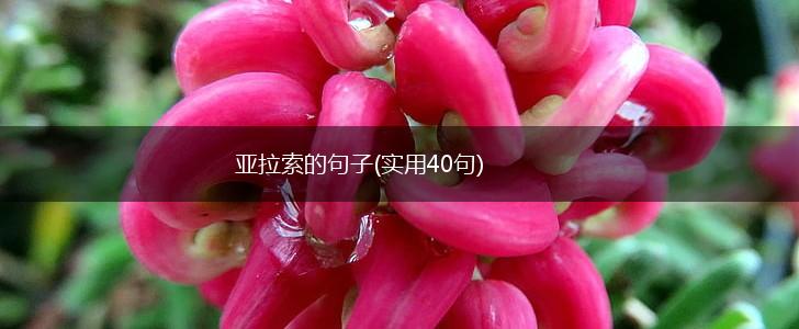 亚拉索的句子(实用40句),第1张