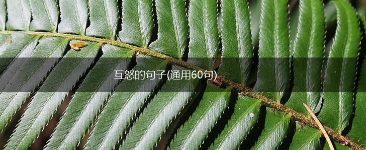 互怒的句子(通用60句),第1张