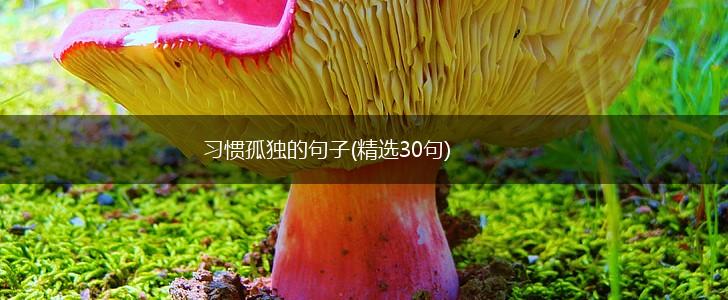 习惯孤独的句子(精选30句),第1张