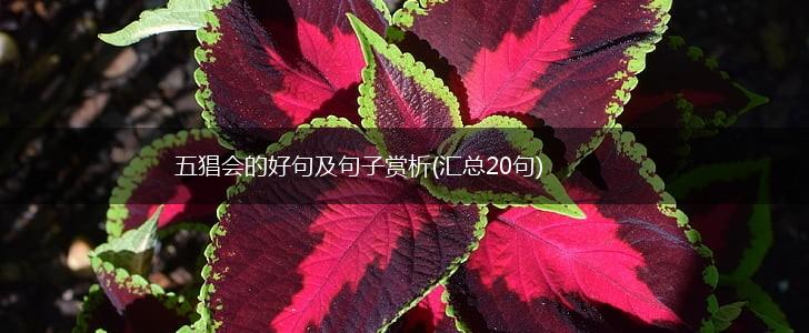 五猖会的好句及句子赏析(汇总20句),第1张