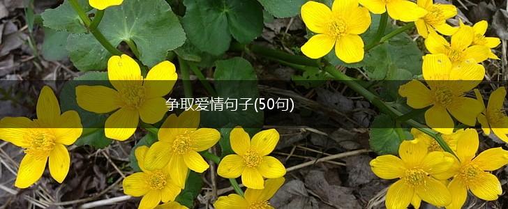 争取爱情句子(50句),第1张
