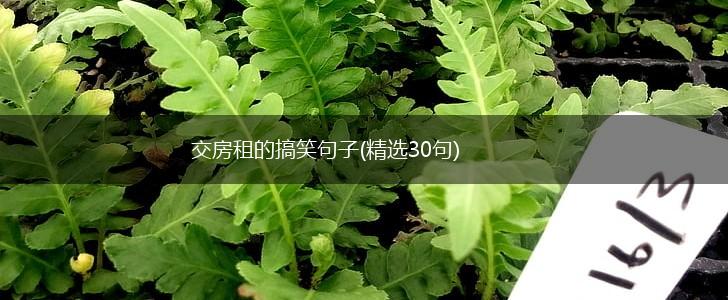 交房租的搞笑句子(精选30句),第1张