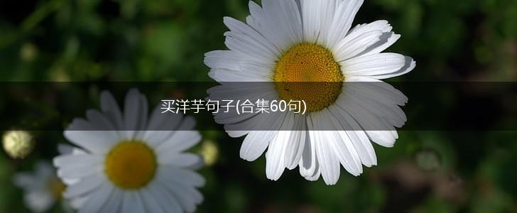 买洋芋句子(合集60句),第1张