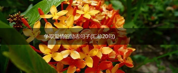 争取爱情的励志句子(汇总20句),第1张