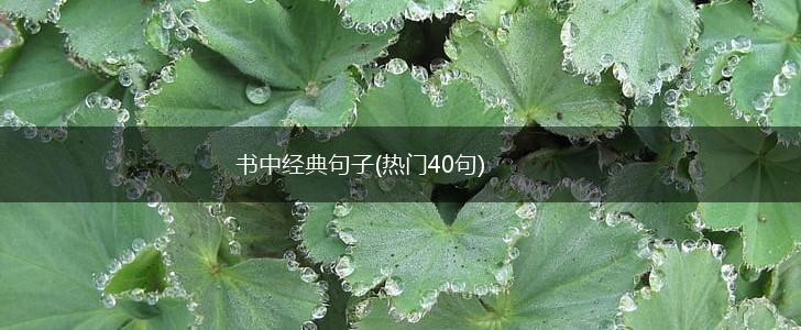 书中经典句子(热门40句),第1张