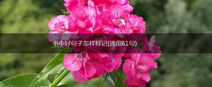 书中好句子怎样标记(通用61句),第1张