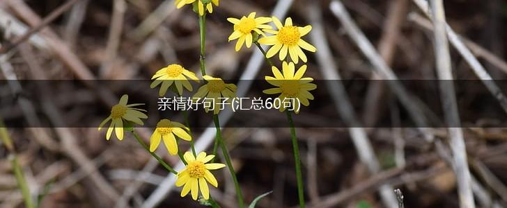亲情好句子(汇总60句),第1张