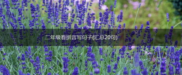 二年级看拼音写句子(汇总20句),第1张
