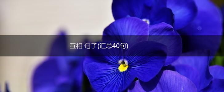 互相 句子(汇总40句),第1张
