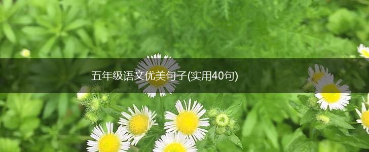 五年级语文优美句子(实用40句),第1张