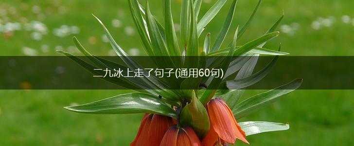 二九冰上走了句子(通用60句),第1张