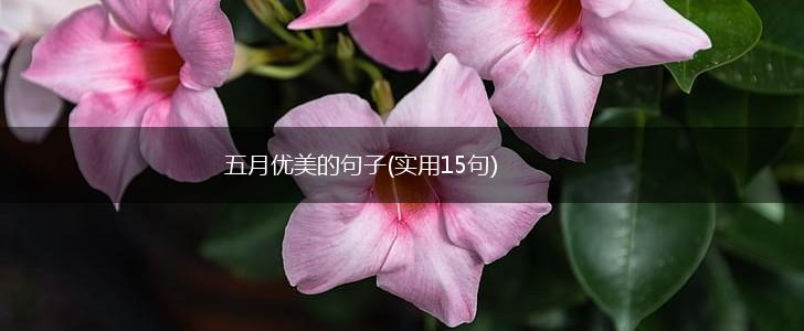 五月优美的句子(实用15句),第1张