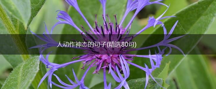 人动作神态的句子(精选80句),第1张