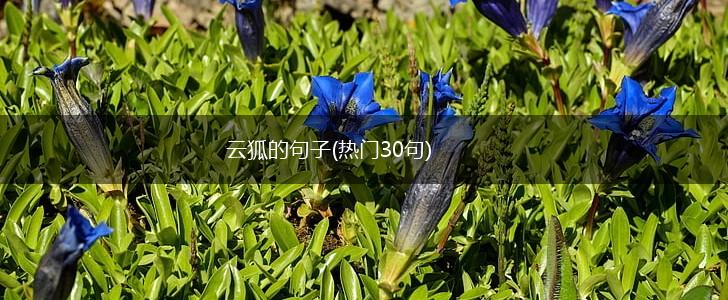 云狐的句子(热门30句),第1张