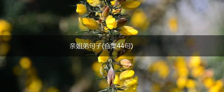 亲姐弟句子(合集44句),第1张
