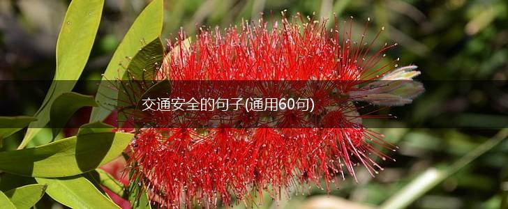 交通安全的句子(通用60句),第1张