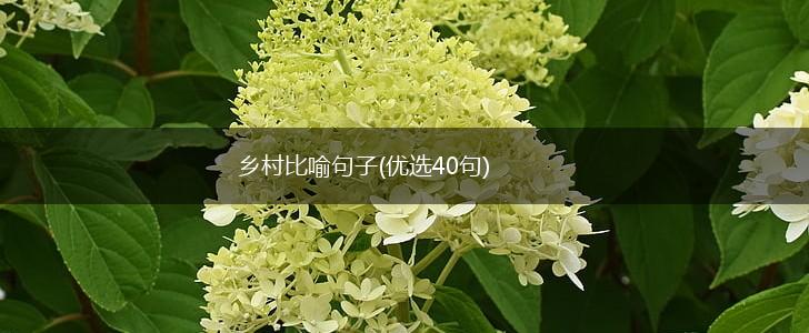 乡村比喻句子(优选40句),第1张