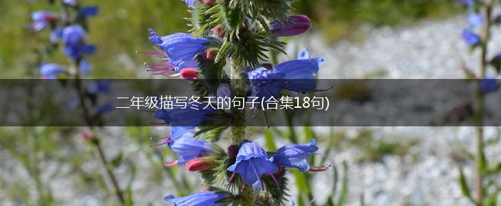 二年级描写冬天的句子(合集18句),第1张