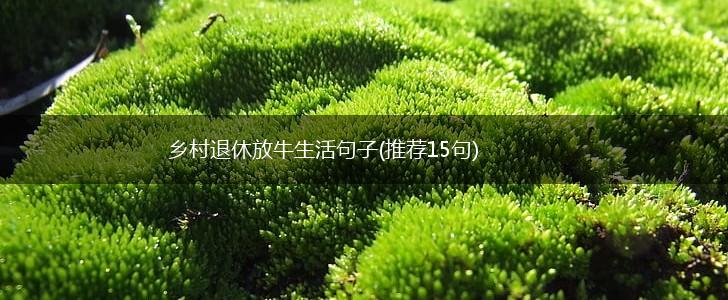 乡村退休放牛生活句子(推荐15句),第1张