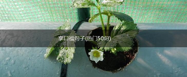 享口福句子(热门50句),第1张