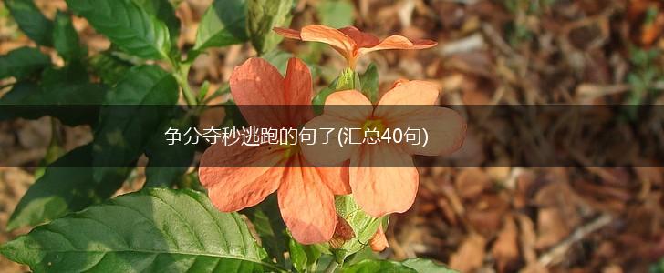 争分夺秒逃跑的句子(汇总40句),第1张