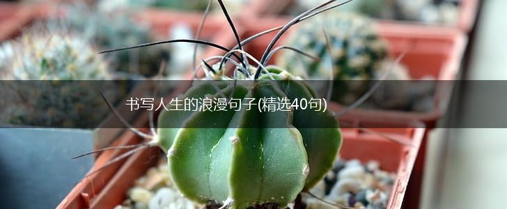 书写人生的浪漫句子(精选40句),第1张