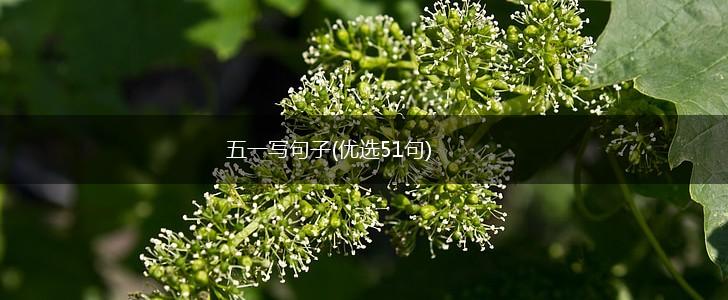 五一写句子(优选51句),第1张
