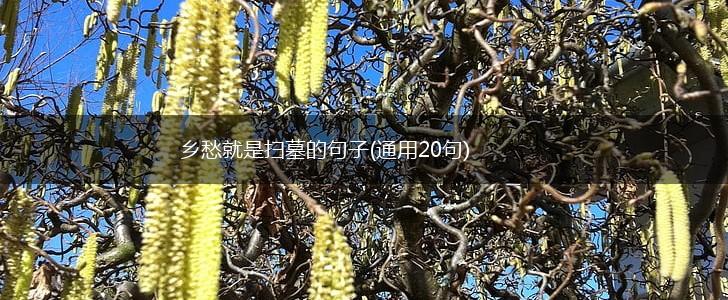 乡愁就是扫墓的句子(通用20句),第1张