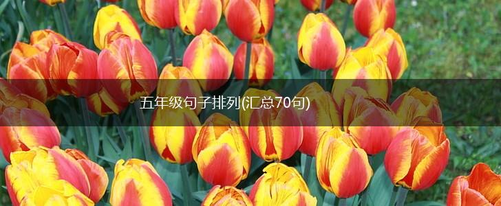 五年级句子排列(汇总70句),第1张